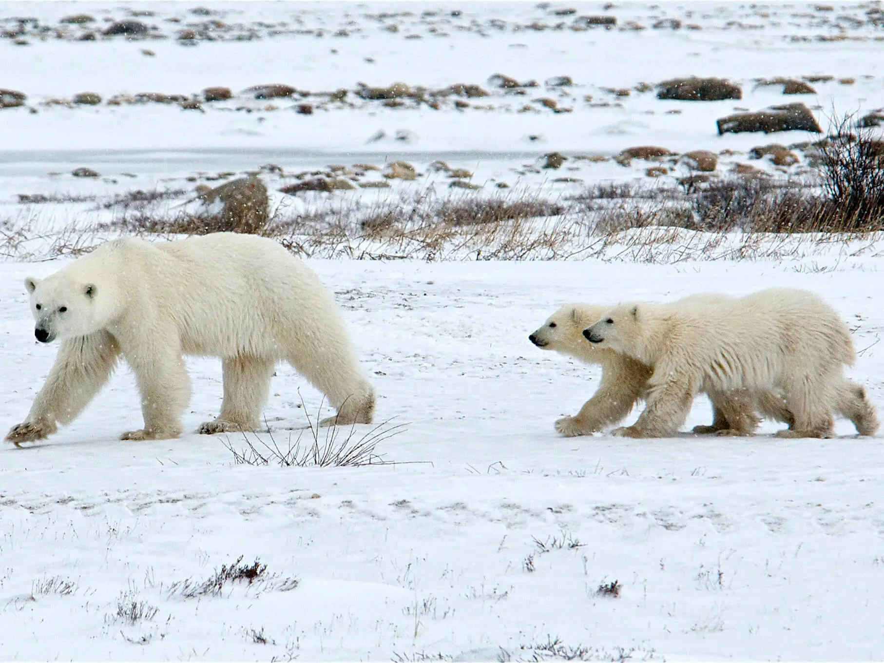 Manitoba-Polar-Bears