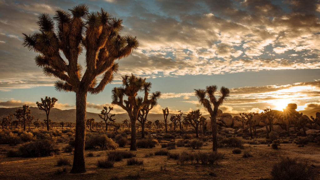 Where to stay in Joshua Tree