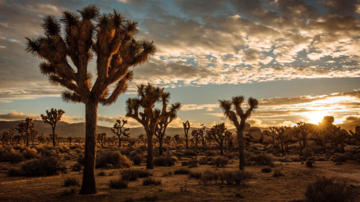 Where to Stay in Joshua Tree: Best Areas & Accommodation
