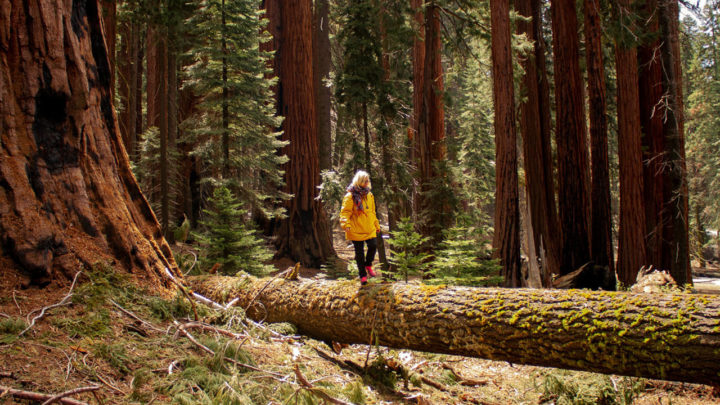 12 Exceptional Hikes in Sequoia National Park & Kings Canyon  