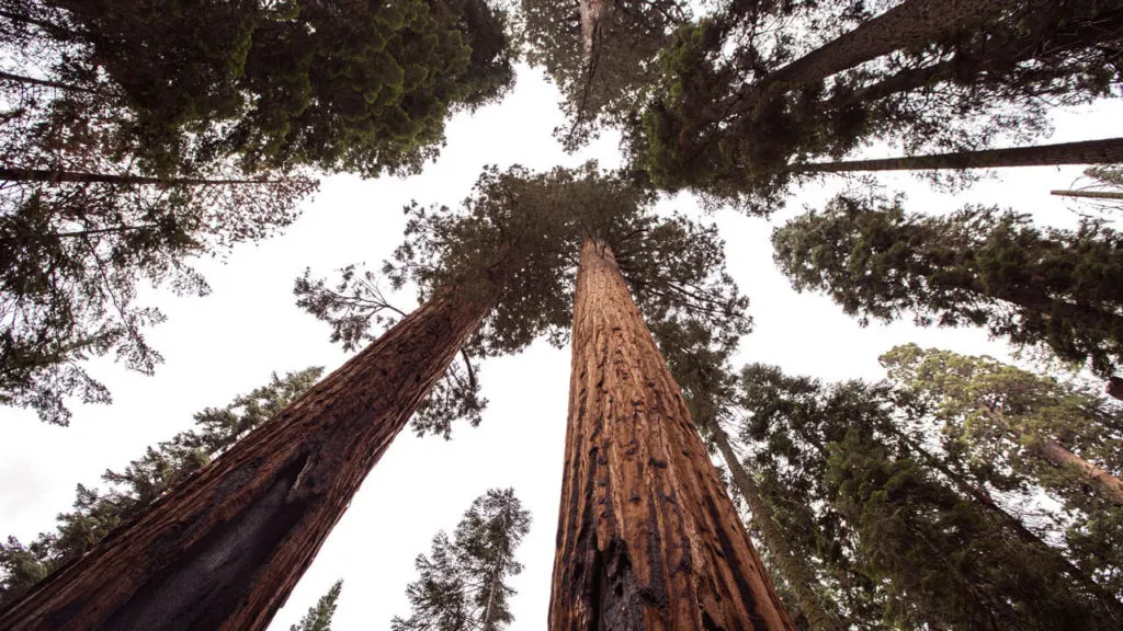 Things to do in Sequoia National Park