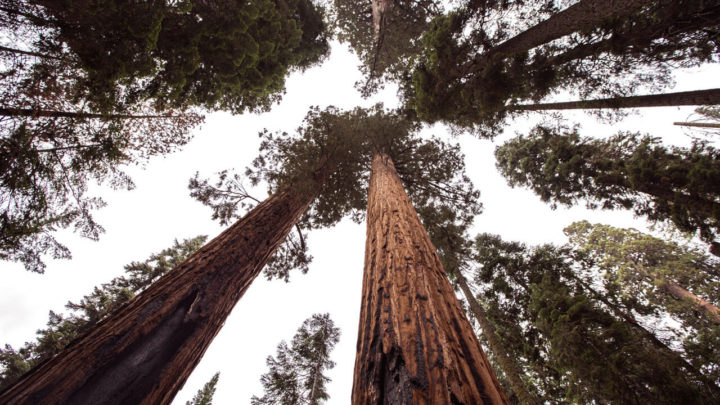 12 Unforgettable Things to Do in Sequoia & Kings Canyon National Parks