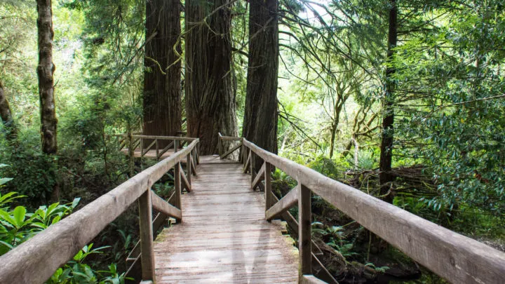 Hikes in Redwood National Park